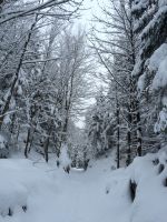 Read more: Floating on Snow: The Joys of a First Snowshoe experience: Jan 20