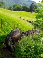 Read more: Alpaufzug: hiking up with the Cows -- June 09 