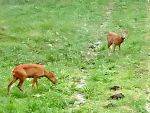 Read more: The Deers come grazing -- July 22