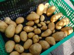 Read more: Our first Potato Harvest -- Oct 26