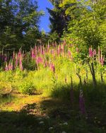 Read more: A bouquet of wild flowers -- June 24