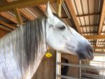 Read more: Equine Tranquility -- Aug 11