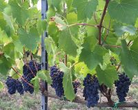 b_200_0_7829367_0_0_images_grapes.JPG